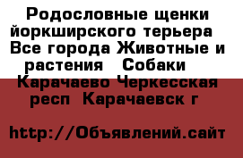 Родословные щенки йоркширского терьера - Все города Животные и растения » Собаки   . Карачаево-Черкесская респ.,Карачаевск г.